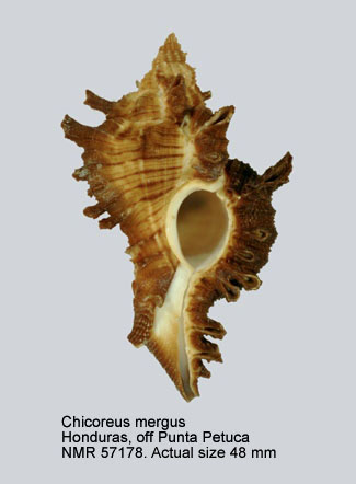 Chicoreus mergus.jpg - Chicoreus mergusE.H.Vokes,1974
